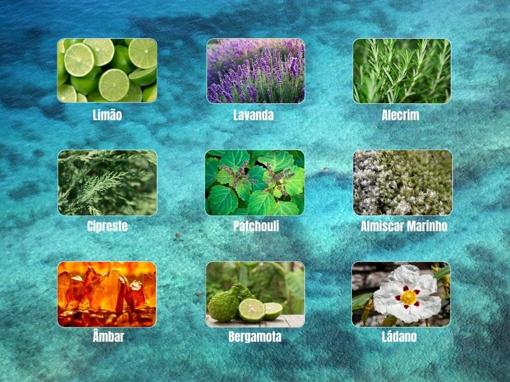 Acqua Di Giò Profondo Parfum: Simplesmente o melhor perfume da linha Acqua de Giò! 2 Imagem ilustrativa dos ingredientes do Acqua Di Giò Profondo Parfum